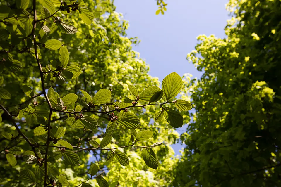 Trees and sky