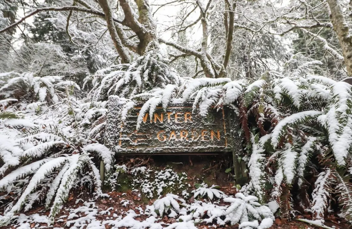 Top 3 Spaces to Explore in Hoyt Arboretum This Winter