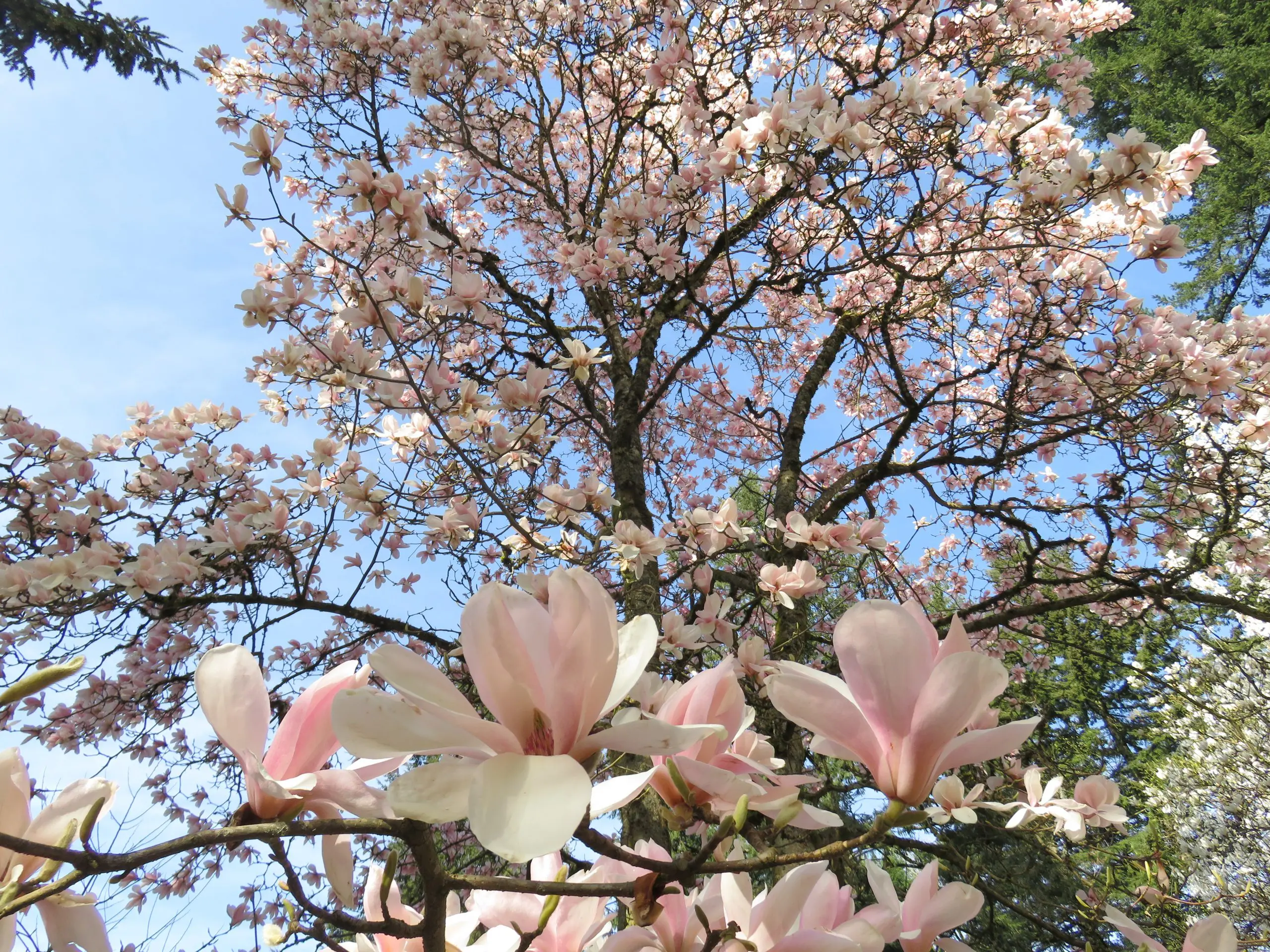 Hoyt Arboretum’s Nationally Recognized Magnolia Collection