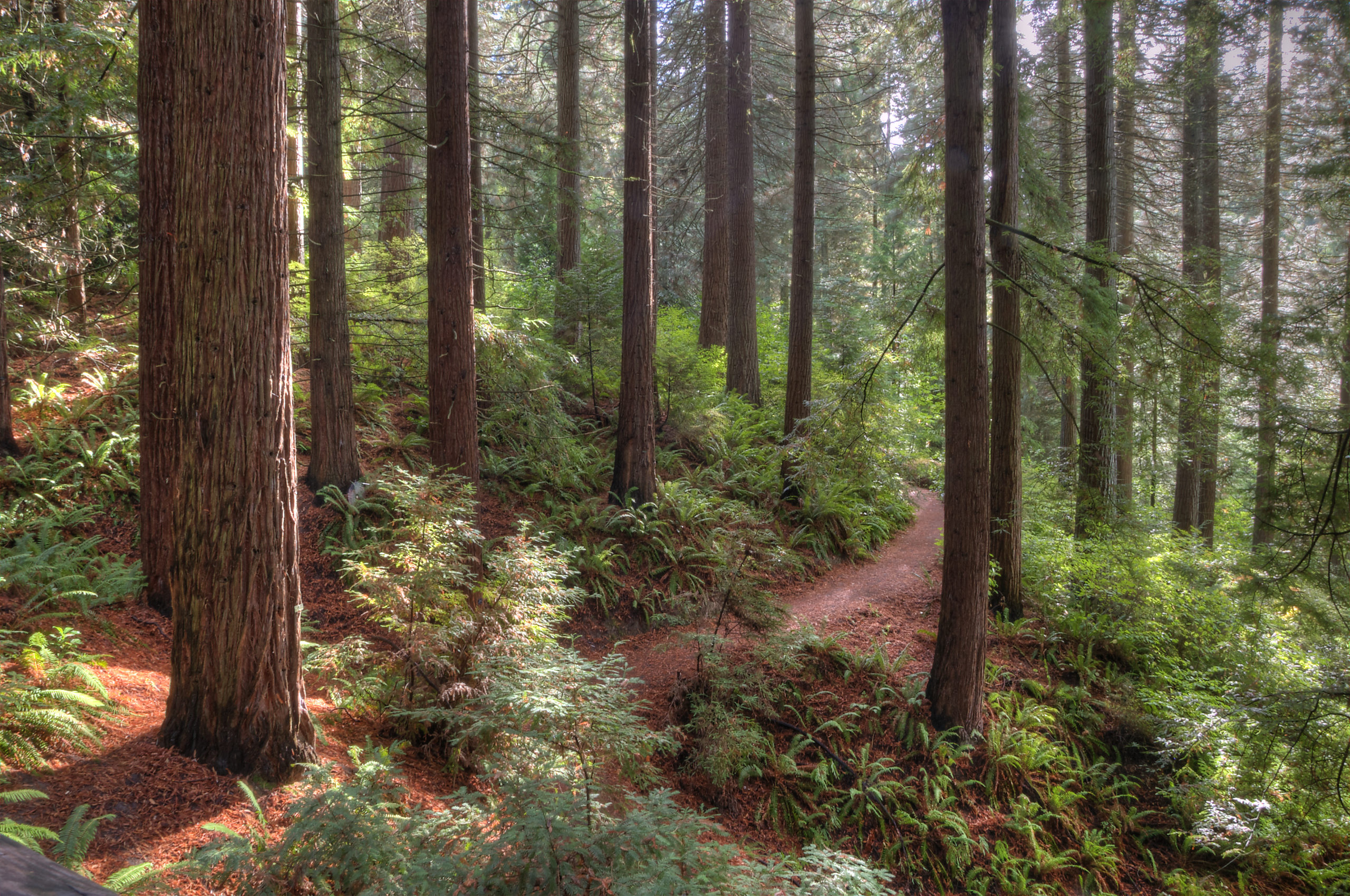 Hoyt Redwood Grove Trail