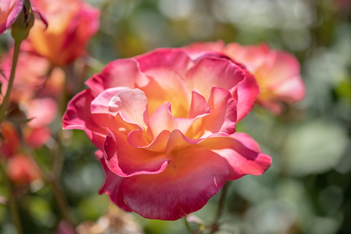 A rose from the International Garden of Roses in Portland.