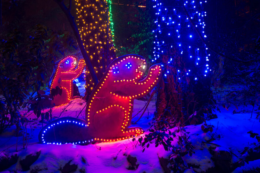 Zoo Lights Explore Washington Park