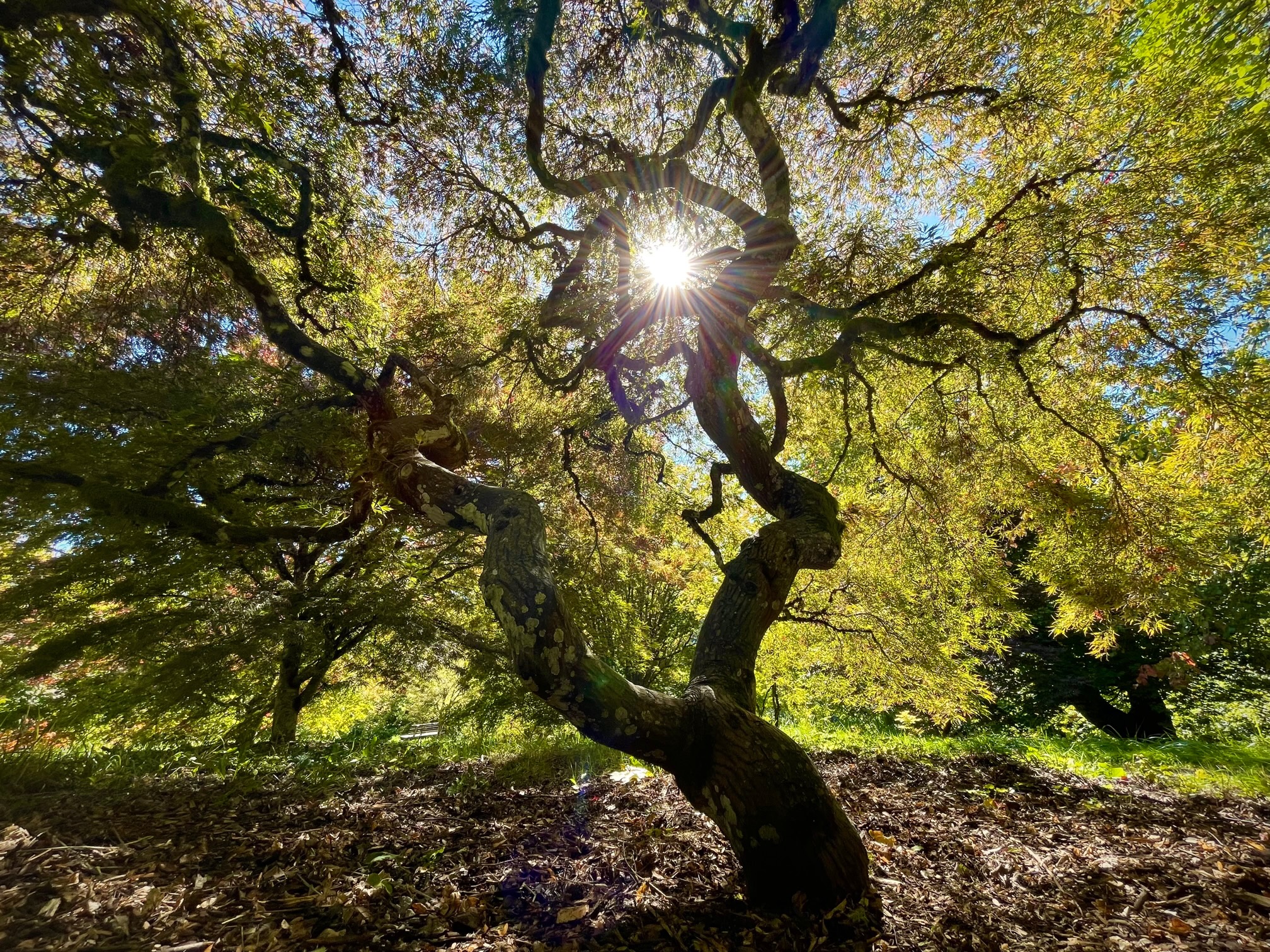 7 Spots to See Hidden Fall Color in Washington Park