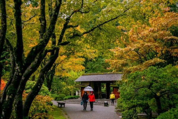 rainy day, washington park, hoyt arboretum, world forestry center, and portland japanese garden