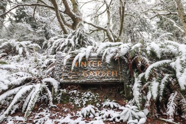 winter garden, hoyt arboretum