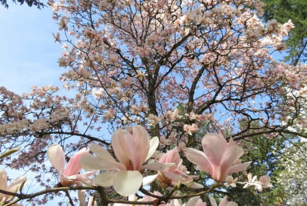 magnolias portland oregon washington park